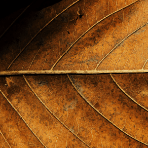 555-Tobacco-e-Liquid-Cloud-Chemistry