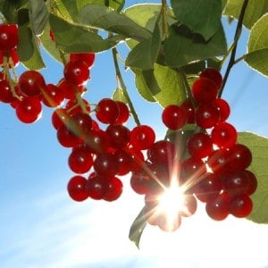 Forest-Fruit-e-Liquid-Cloud-Chemistry