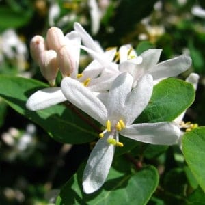 Honeysuckle-e-Liquid-Cloud-Chemistry