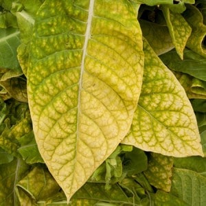 Shade-Tobacco-e-Liquid-Cloud-Chemistry