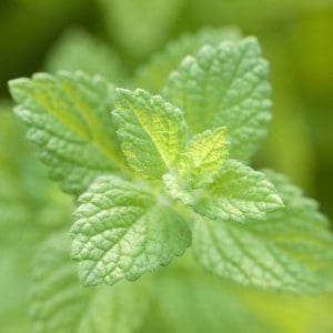 Spearmint-e-Liquid-Cloud-Chemistry
