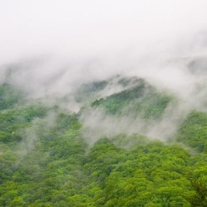 Cloudy-Rainforest-e-Liquid-Cloud-Chemistry