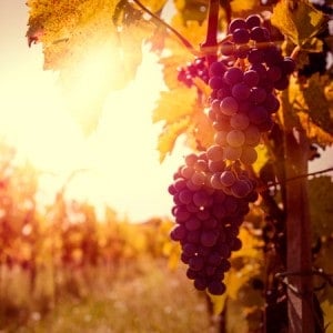 Alexander-the-Grape-House-Blend-E-Liquid-Cloud-Chemistry